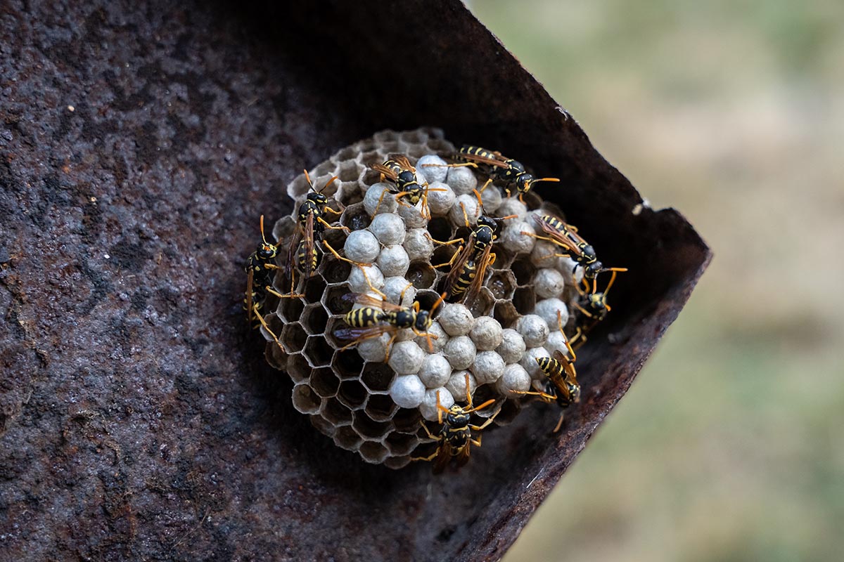 a-small-wasp-nest-with-working-wasps-2021-09-03-16-56-21-utc-copy.jpg