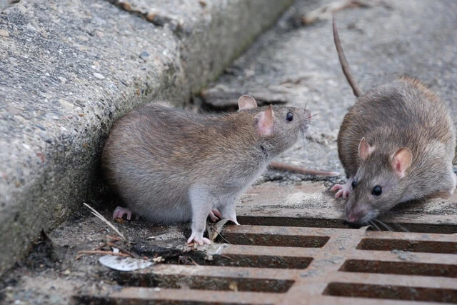 Prévention contre les Rats